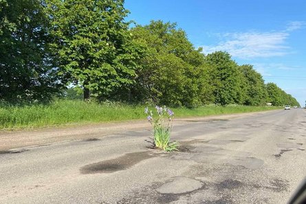 Крижопіль, квіти, ями