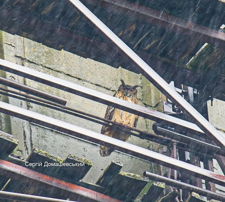 Филин, ЧАЭС