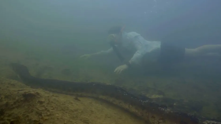 Найбільша в світі змія, Амазонка, вчені, дослідження, наукові відкриття, відео, експедиції, сенсація