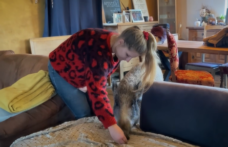 Дикий кабан, полювання, тварини, звірі, домашні улюбленці, курйози, цікаві історії, фото, Бельгія