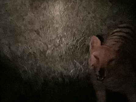 Тасманійський тигр, звір, тварина, курйози, фото, дика природа, легендарні звірі, Тасманія, знахідка