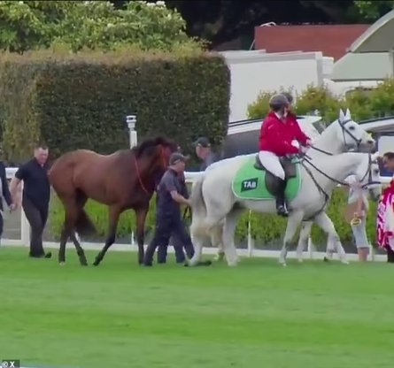 Пригоди на перегонах, кінь, падіння, сідней