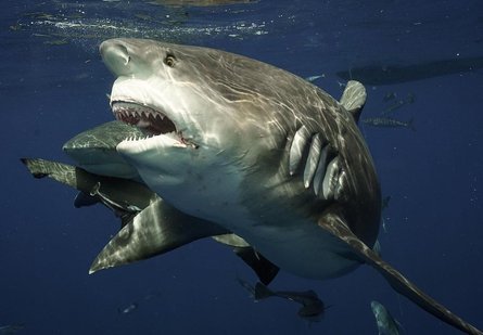 бычья акула, дайвер