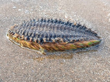 незвичне створіння