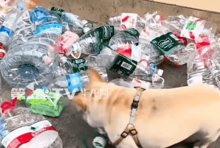 французский бульдог и бутылки в китае