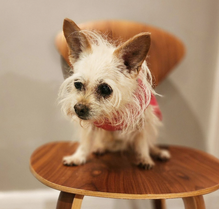 Волонтерство, допомога знедоленим тваринам, собаки, пси, США, фото