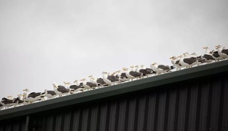 Инцидент в Британии, свалка, Ланкашир, полигон, чайки