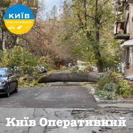 Инцидент в Киеве, Киев, 4 ноября, дерево, ствол пров Ковальского