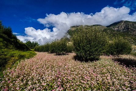 гречка, гречиха, крупа, гречневая крупа, гречка подорожала, гречка цена, дефицит гречки, урожай гречки, сколько стоит 1 кг гречки, гречневая каша
