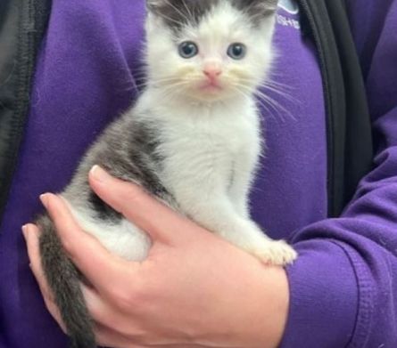 Почему коты меняют цвет шерсти, расстройство у котов, болезни, аномалии