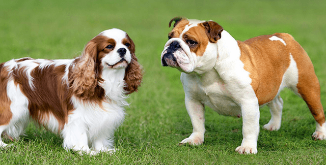 Үлкен бөкселері бар жетілген іскер әйелдер