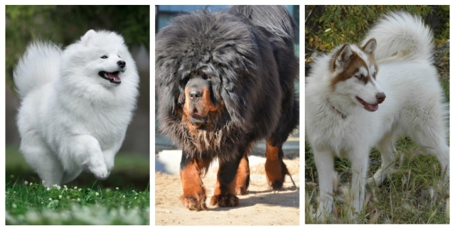 Які бувають великі собаки?
