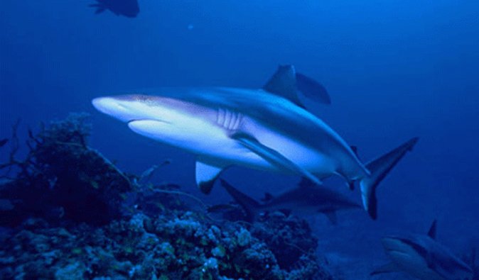 Акулы-людоеды терроризируют Гавайи