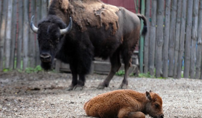 В киевском зоопарке родился европейский зубр