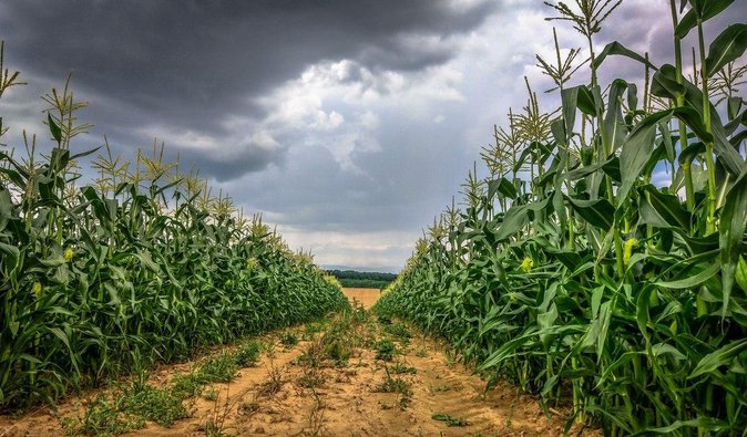 Засуха или показалось. Спасут ли майские дожди урожай и реки в Украине
