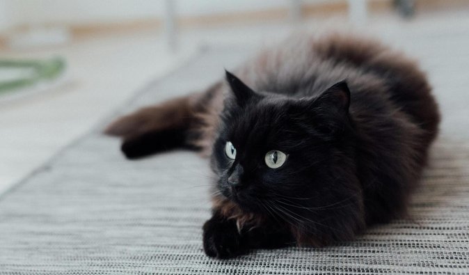 Власник придумав собі цілі на 2026 рік: те, що зробив його кіт, підкорило мережу (фото)