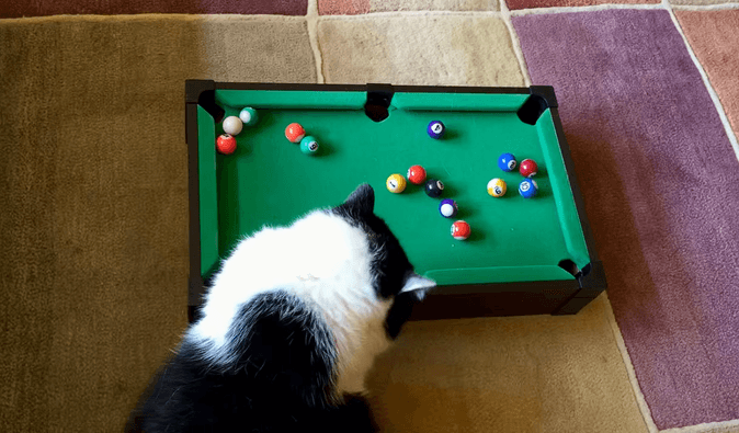 Четвероногий профи: кот показал мастер-класс по игре на мини-бильярдном столе (видео)