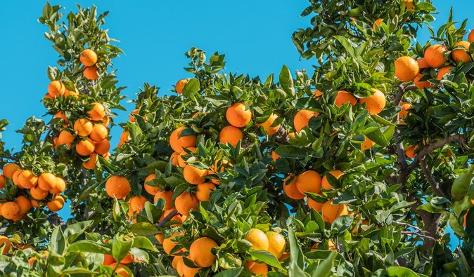 Популярный продукт может исчезнуть с полок: кризис цитрусовой индустрии уже начался, — СМИ