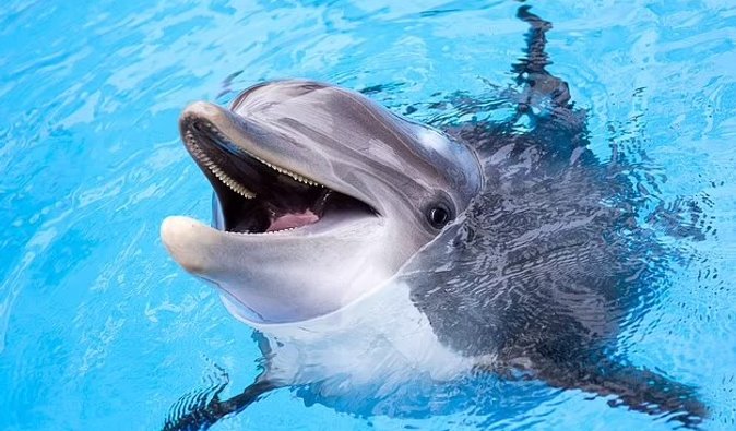 Россия использует боевых дельфинов для охраны кораблей в Севастополе, – британская разведка