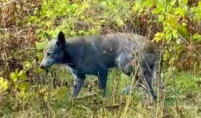 "Развили новую суперсилу": в Чернобыле обнаружили собак с синей шерстью (фото)