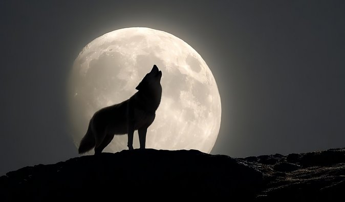 Первое небесное шоу 2026 года: 3 января на небе появится Волчья Луна и метеорный поток