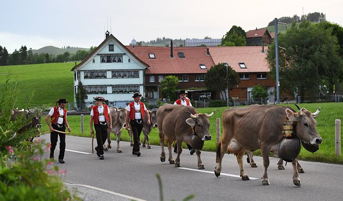 От коровьих рогов до Шенгена. За что и как голосуют швейцарцы на своих референдумах
