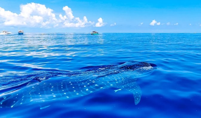 Незвичайний заплив: самець найрідкіснішої акули у світі подолав 1200 км щоб розмножитися