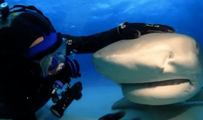"Завжди може мене з'їсти": дайвер назвав акулу Емму своєю найкращою подругою (відео)