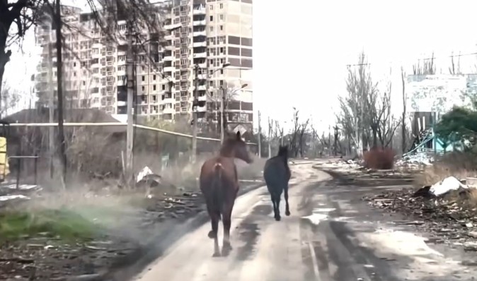 Вели под взрывами: в Авдеевке "Белые ангелы" спасли двух породистых лошадей, — МВД (видео)