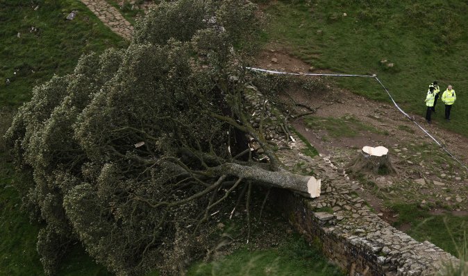 Легендарне "дерево Робін Гуда" могли знищити заради контенту в TikTok, — поліція (відео)