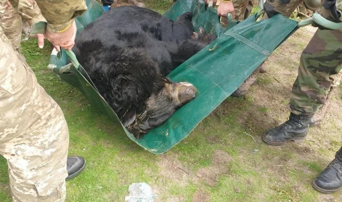 Получил контузию во время взрыва: в районе Лимана волонтеры спасли медведя (фото)