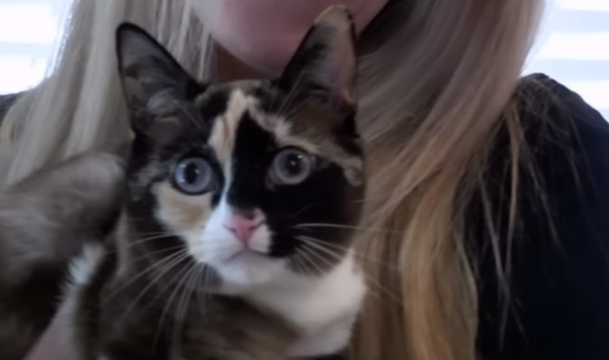 Самый большой страх котолюба: женщина случайно запаковала в посылку свою кошку (видео)