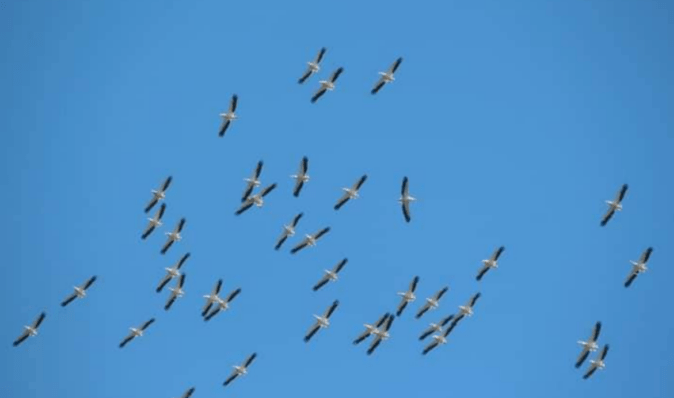 До "Тузлівських лиманів" прилетіли перші великі зграї рожевих пеліканів (фото)