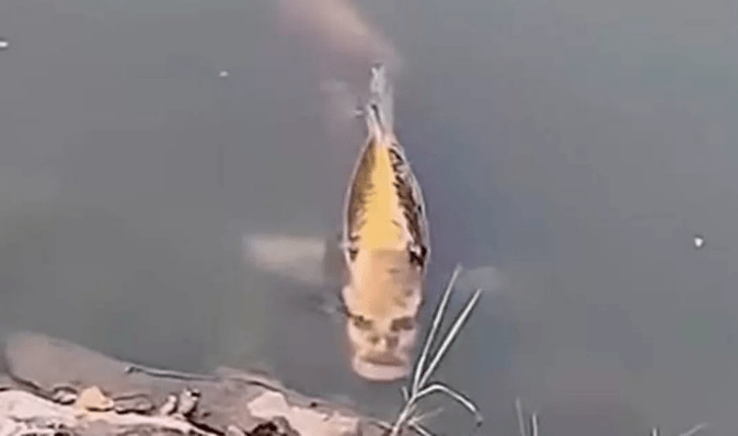 Справді лякає: в озері помітили рибу з "людським обличчям" (фото)