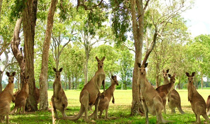 Величезний натовп кенгуру увірвався в австралійський гольф-клуб, влаштувавши хаос на полях (відео)