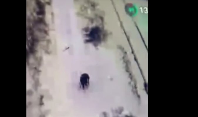 Витягнув щасливий білет: окупант єдиний вижив з штурмової групи і здався в полон дрону ЗСУ (відео)