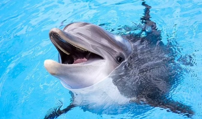 Россия использует боевых дельфинов для охраны кораблей в Севастополе, – британская разведка
