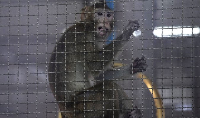 "Смертоносна" ферма: у США бояться нової пандемії через 30 000 мавп