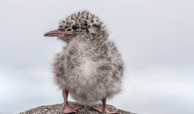 "Милі пухнасті грудочки": біля антарктичної станції вилупились екзотичні пташенята (фото)