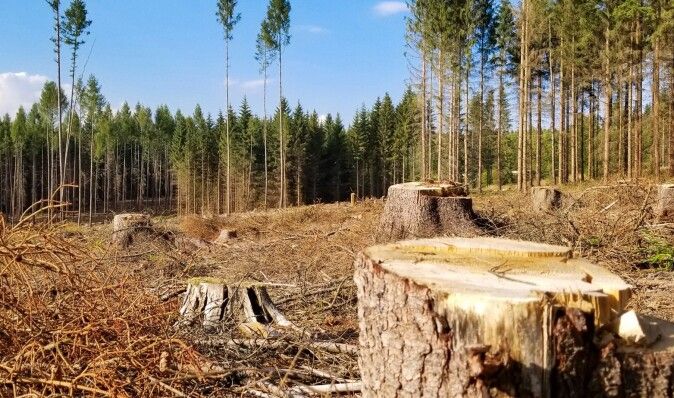 Незаконно вирубували ліси: на Полтавщині знешкодили групу "чорних лісорубів" (фото)