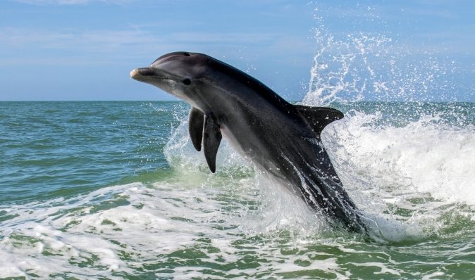 Сплеск смертей: у Чорному морі масово гинуть дельфіни через екоцид РФ, — розслідування (фото)
