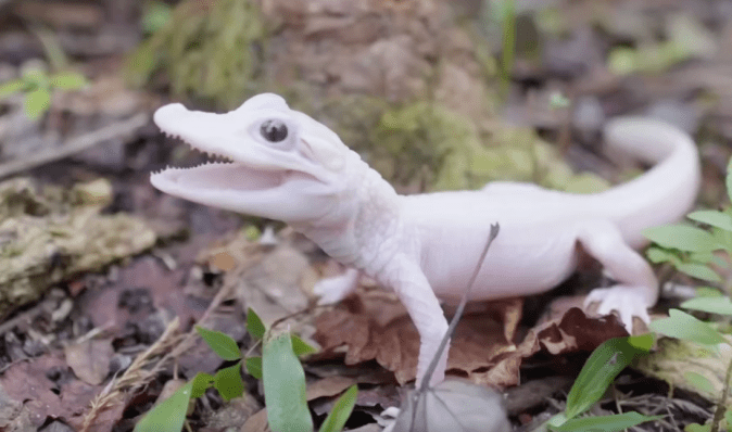 У Флориді народився перший у світі білий алігатор (відео)