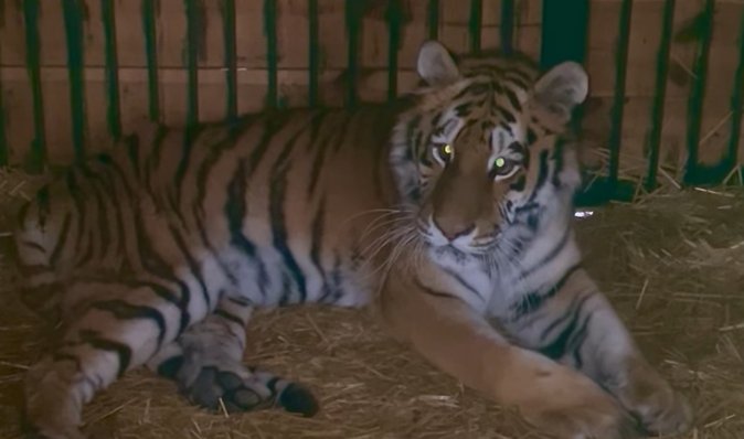 Не може встати на лапи: через удар РФ по Києву постраждала тигриця Тигрюля (відео)