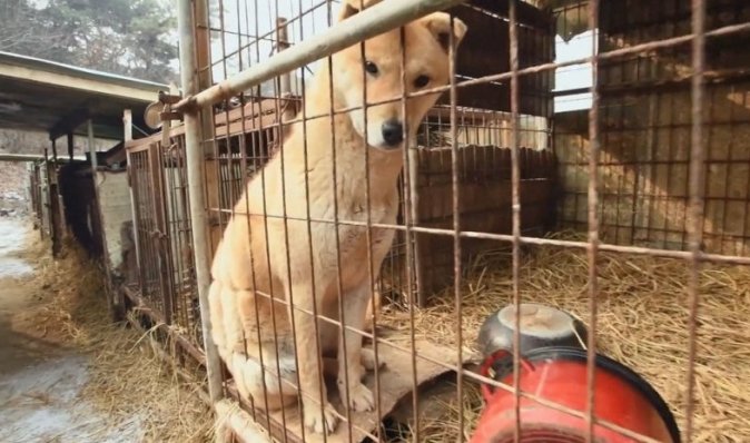 Штраф або в'язниця: парламент Південної Кореї повністю заборонив їсти м'ясо собак