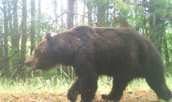 У Чорнобильському заповіднику зафіксували бурого ведмедя: війна не змусила піти (фото)