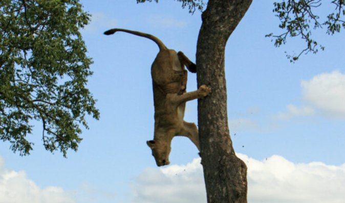 Кинула виклик гравітації: левиця "застигла" на дереві рятуючись від 7 левів-самців (фото)