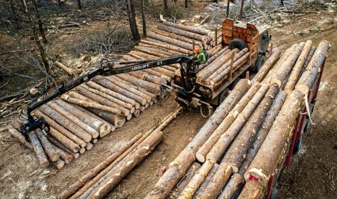 Білорусь постачає деревину в ЄС в обхід санкцій, — розслідування (документи)