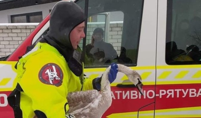 У Чернігові врятували життя лебедю: птах гинув у кризі (фото)