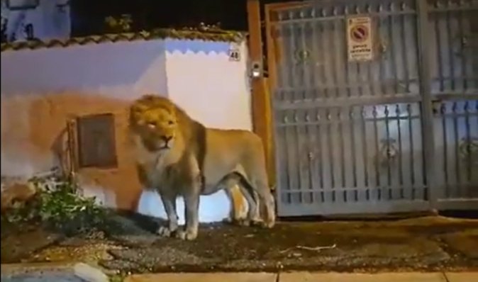 "Вирушив на полювання": лев, що втік із цирку, викликав паніку на вулицях Італії (відео)