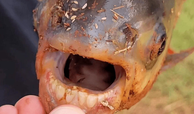 Полювання на паку: у США хлопчик упіймав дивну рибу з "людськими зубами" (фото)
